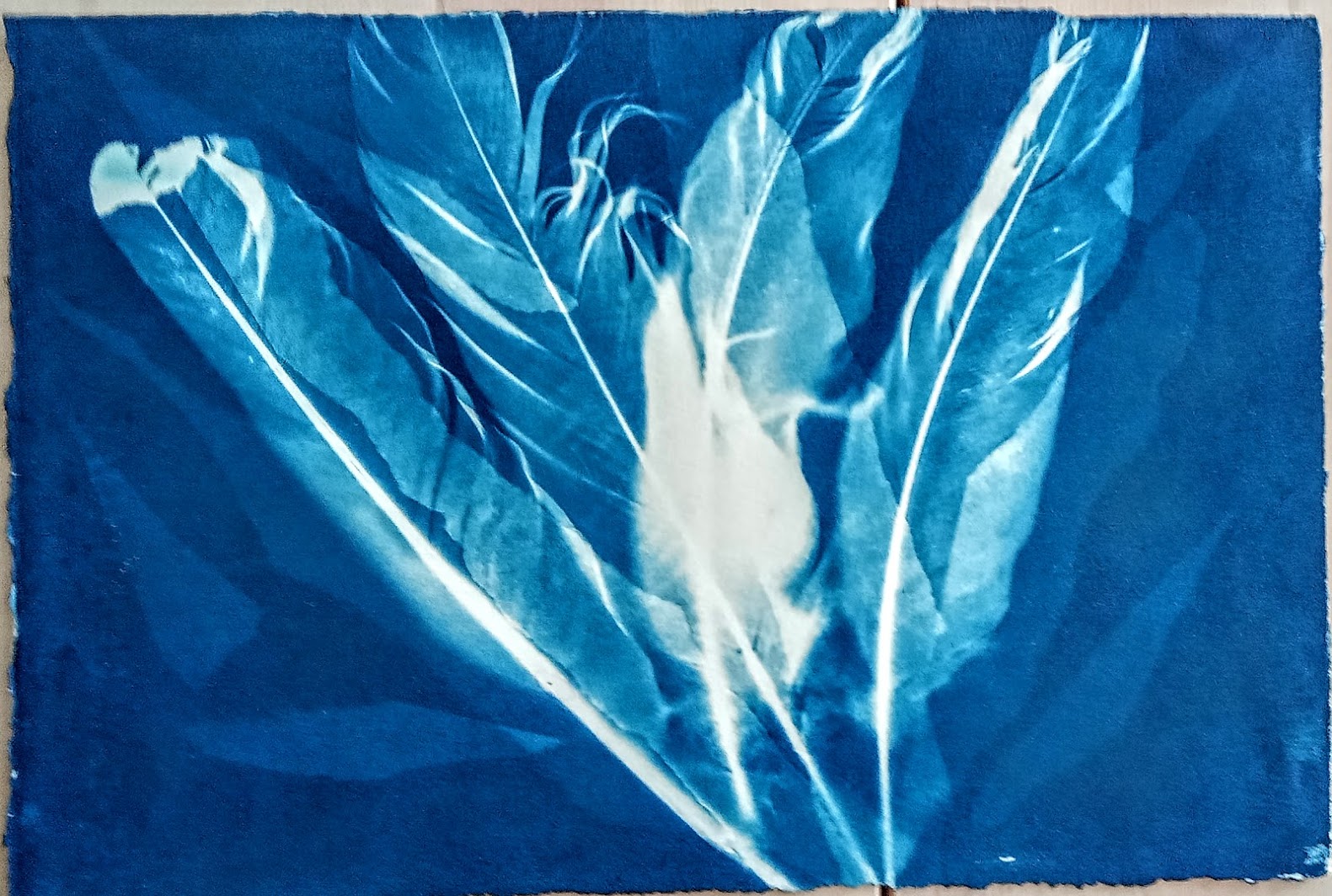 Feathers cyanotype